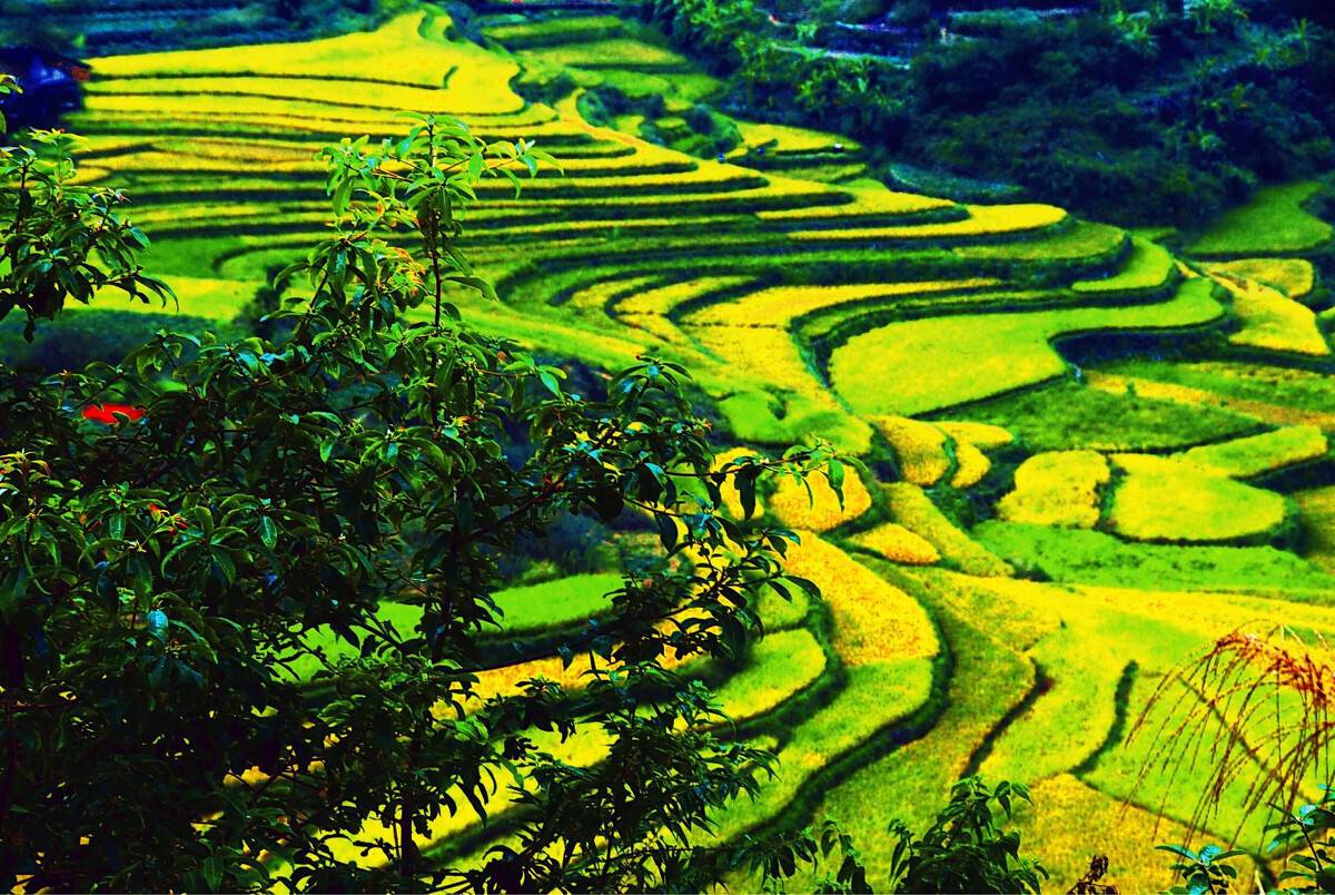 大埔县坪山梯田