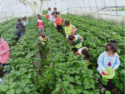 武邑县审坡镇幼儿园在棚内举行采摘活动
