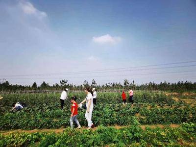 基地的蔬菜、水果供游客采摘、观光、认知