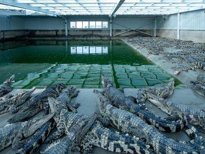 鳄鱼养殖舍