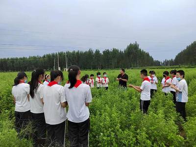 石与木艾草主题农场